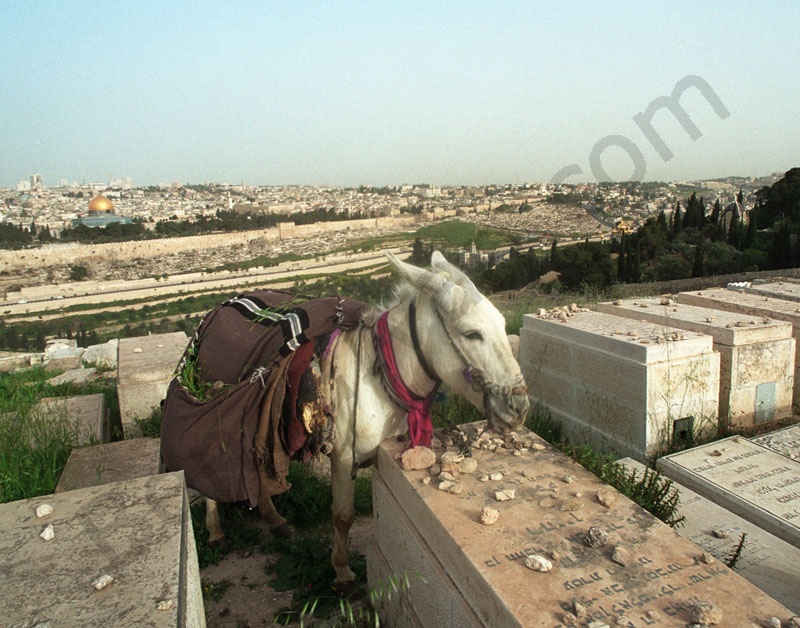 Donkey on the Mount of Olives in Jerusalem. Jews Cemetery in Jerusalem.