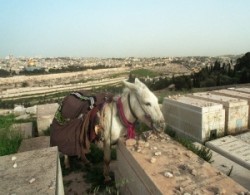 Donkey on the Mount of Olives in Jerusalem. Jews Cemetery in Jerusalem.