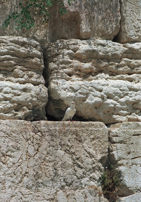 The Living Jerusalem