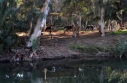 Jordan river, Yardenit, Yarden