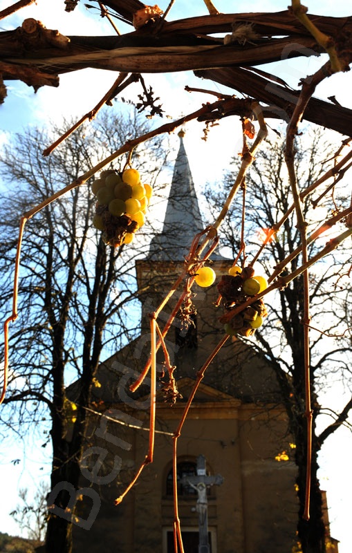 Hungarian Villige. Tornabarakony.