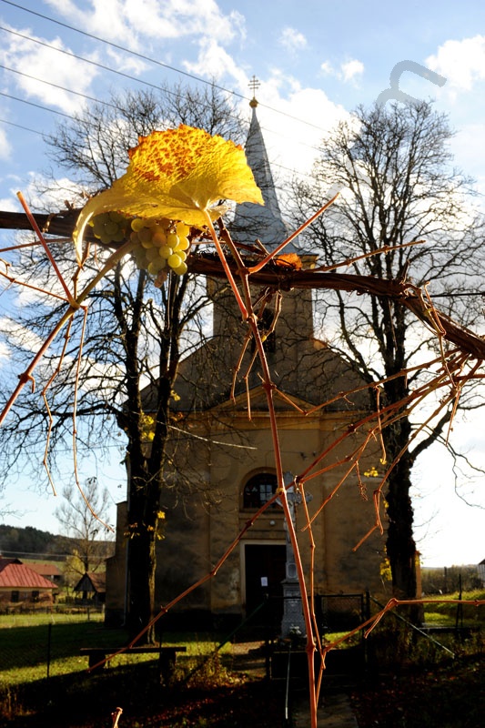 Hungarian Villige. Tornabarakony.