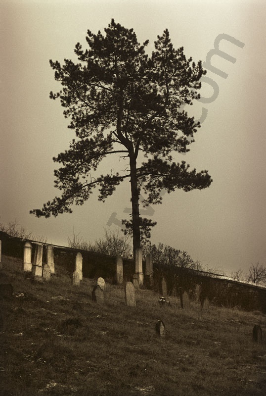 Jewish cemetery