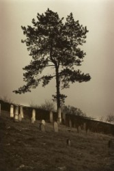 Jewish cemetery