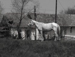 Rakaca: The settlement is located close to the basin of the valley of the Rakaca stream, on the territory of the once Borsod-county. Rakaca inherited its Slavic name from a stream traversing the village, a stream that was land marked in the 1249 perambulation.
By the first half of the 20th Century the settlement was a flourishing one: it had its own Greek-Catholic public school, general practitioner and post office.
Today Rakaca is inhabited by a larger Gypsy population that is cut from the outside world, deprived of any chances for employment, hoping for outside help to improve their living conditions.
