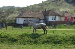 Rakaca: The settlement is located close to the basin of the valley of the Rakaca stream, on the territory of the once Borsod-county. Rakaca inherited its Slavic name from a stream traversing the village, a stream that was land marked in the 1249 perambulation.
By the first half of the 20th Century the settlement was a flourishing one: it had its own Greek-Catholic public school, general practitioner and post office.
Today Rakaca is inhabited by a larger Gypsy population that is cut from the outside world, deprived of any chances for employment, hoping for outside help to improve their living conditions.
