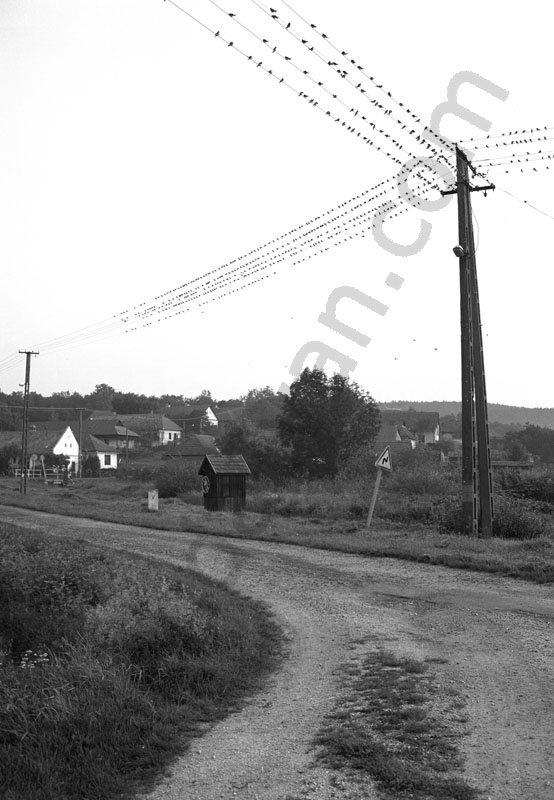 Hungarian Villige. Tornabarakony.